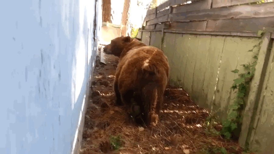 Bear To Rude Homeowner: Here&#39;s Some Shit For Ya