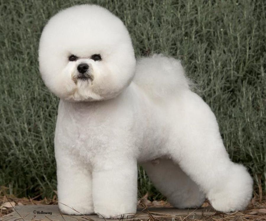 Neutering Is Not The Worst Thing That Ever Happened To This Bichon