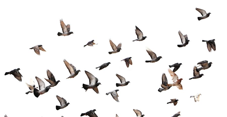 Pigeon On The Field