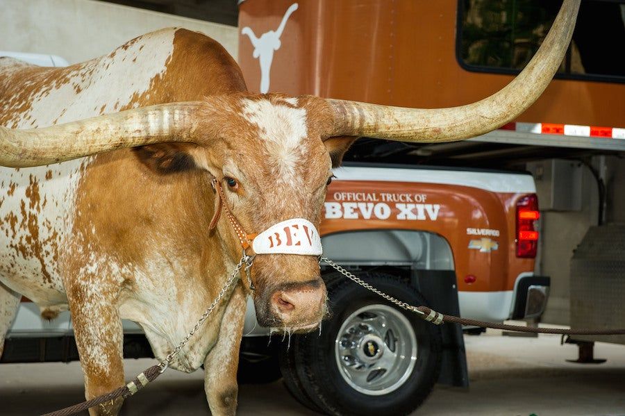 Steer Dead
