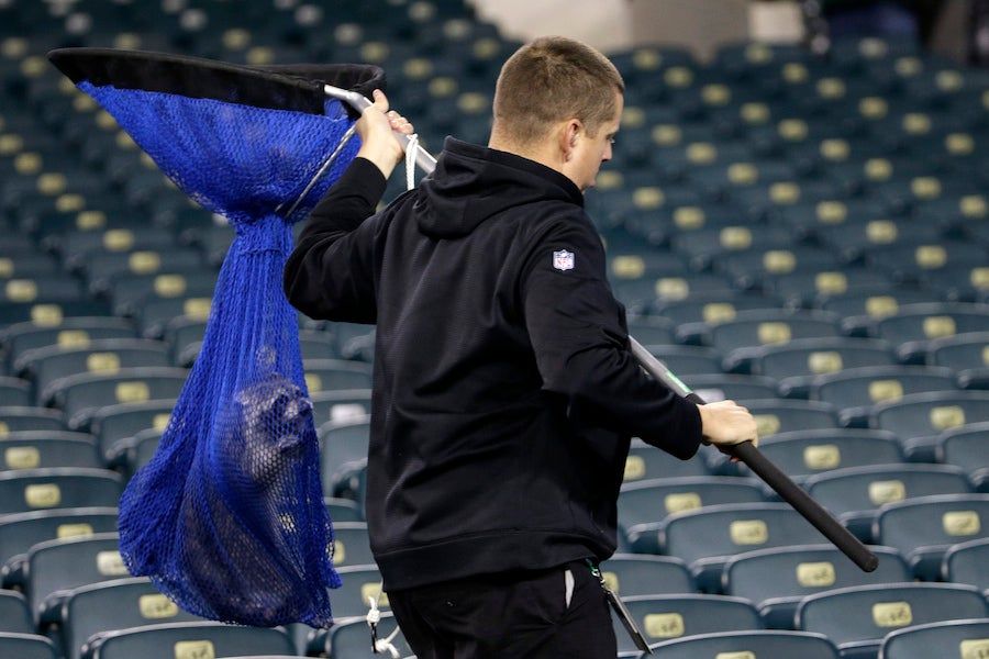 Raccoon Caught Trying To Watch Giants-Eagles Game