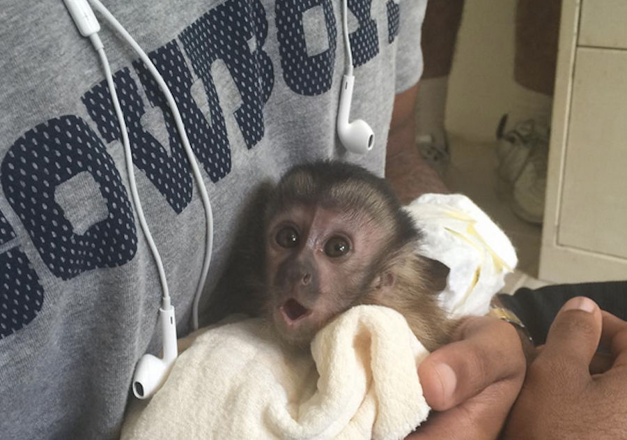 Jerry Jones Spends About A Minute Rambling About Monkeys