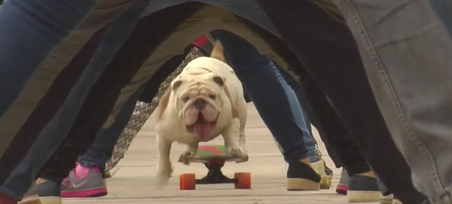 Skateboarding Bulldog Sets New World Record