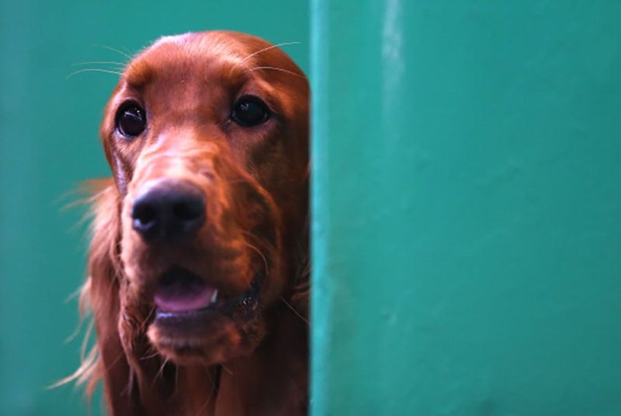 A Shitting Irish Setter, And More Of The Grossest Things You've Seen On Public Transit