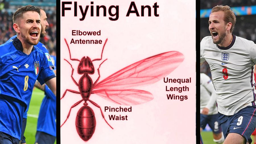 Flying Ant Day 2021: What time is the Euro 2020 Final?