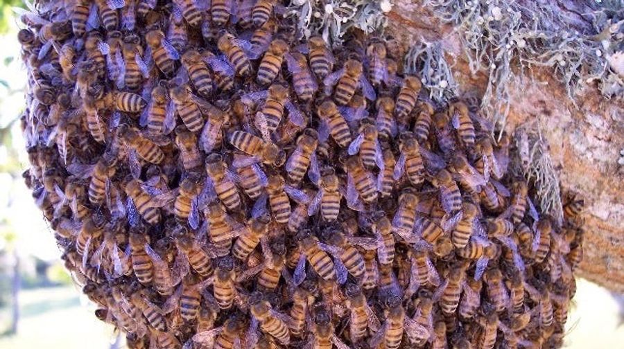 Washington Man, Stung By Bee, Decides To Pour Gasoline All Over The Beehive And Blow It Up