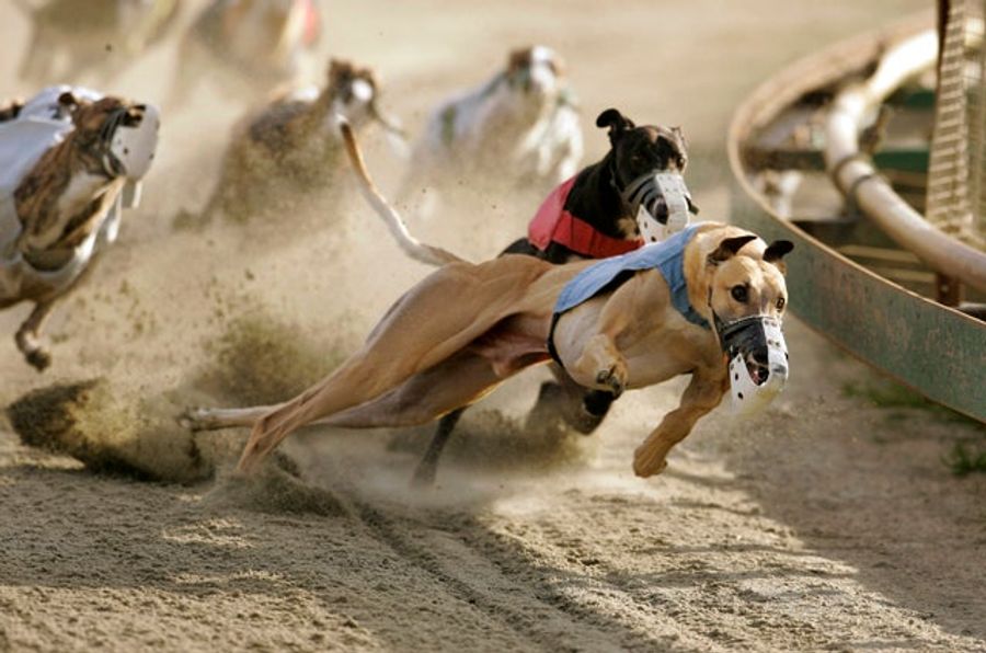 Greyhound Track Owners Now Want To Kill Off Their Own Industry