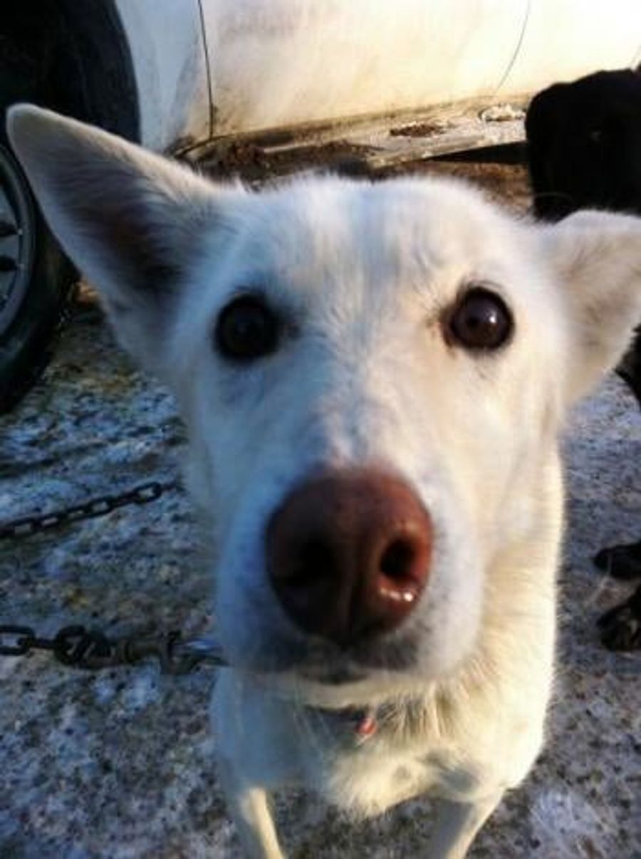 Dogs Humping: Your Weekly Reminder That The Iditarod Is A Thing That Exists