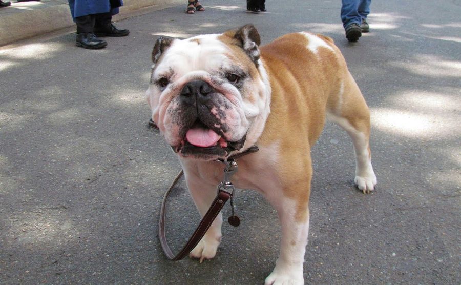 Jack, The Georgetown Bulldog, May Need Knee Surgery