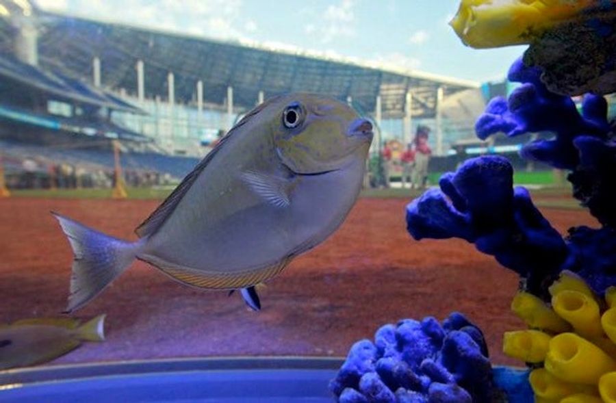 The Marlins Are Testing The Safety Of Their Fish Tank By Throwing Baseballs At It