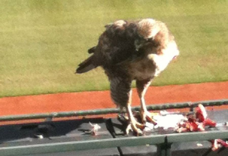 Meet Bruce Lee, The San Francisco Giants&#39; Red-Tailed Secret Weapon