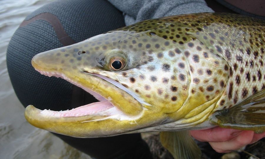 Fishing Writer Submits April Fools' Column Without Telling His Editor, Paper Runs It As Fact