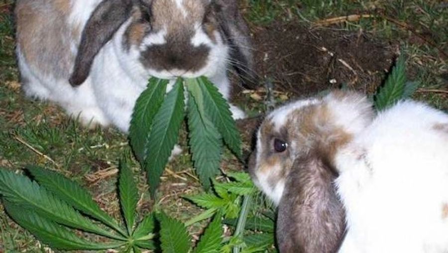 Should You Eat Your Marijuana During A Police Stop? A Guide