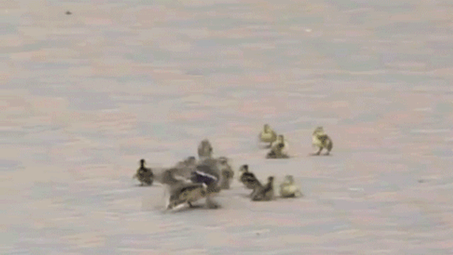 Baby Ducks: The Forgotten Victims Of The NHL Playoffs