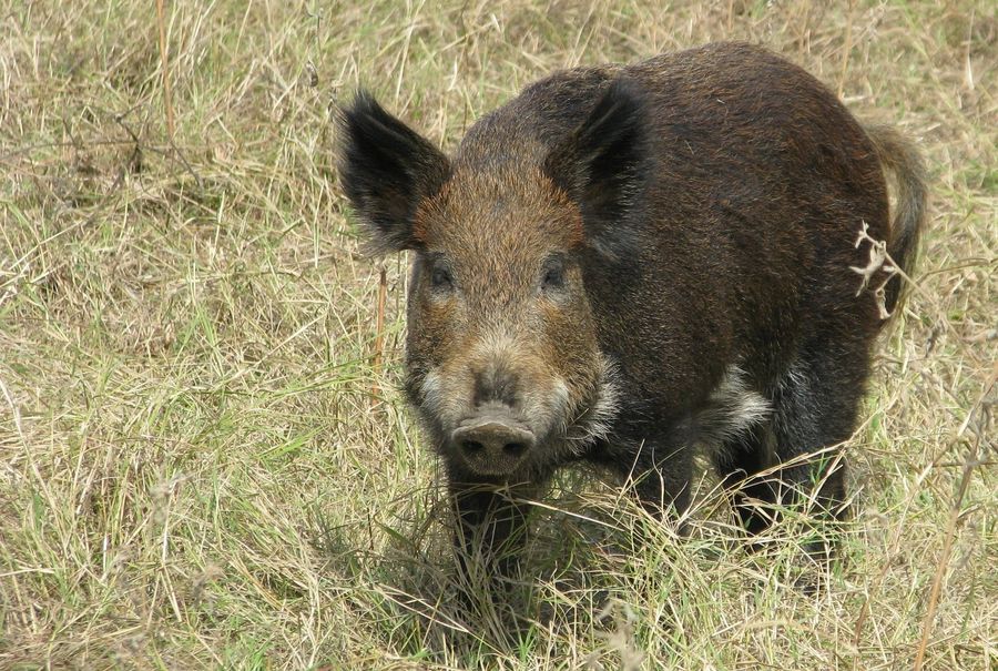 Hunter Accidentally Shoots Girlfriend, Says He Was Aiming For Hog