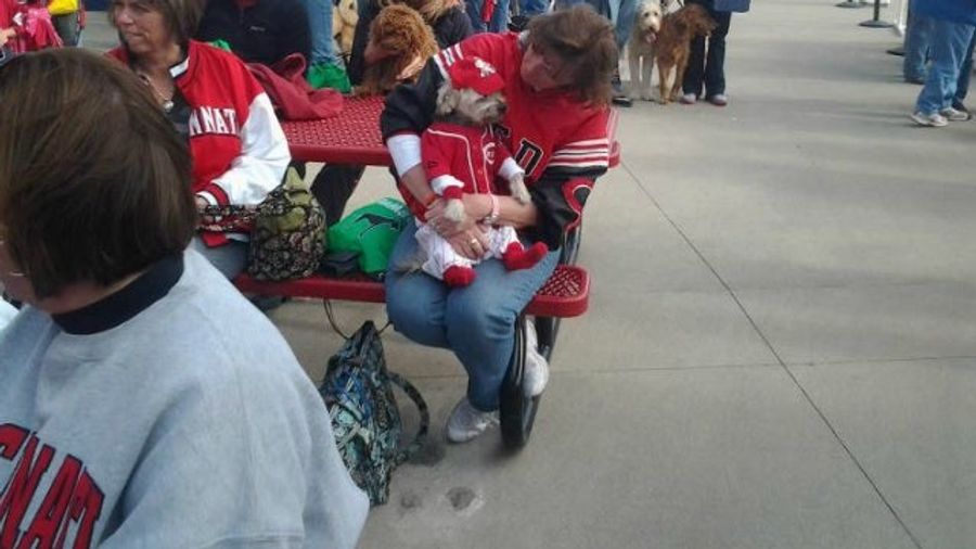 Adorable Dog Wins Stupid Contest At Reds Game