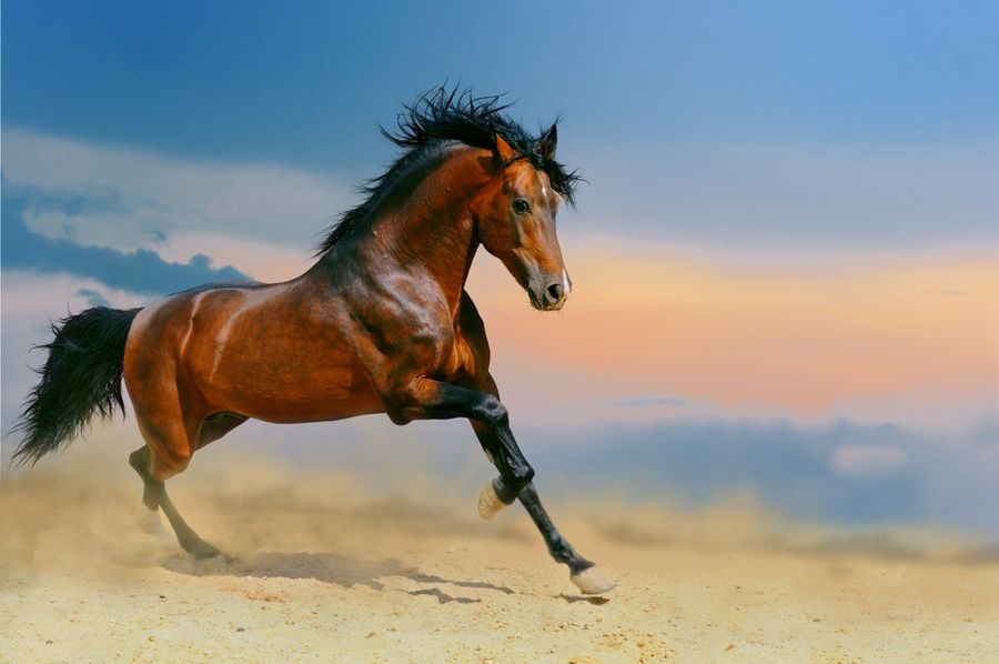 This Randomly Awesome Manifesto Might Be The Horse_ebooks Of Sports