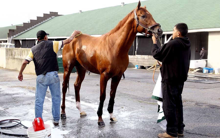 I&#39;ll Have Another&#39;s Trainer Talks Strategy With His Horse, But Quietly, So Other Horses Don&#39;t Overhear