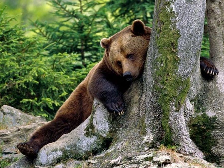 Ukraine Solves Its Alcoholic Bear Problem Just In Time For Euro 2012 (Also, Ukraine Had A Problem With Alcoholic Bears)