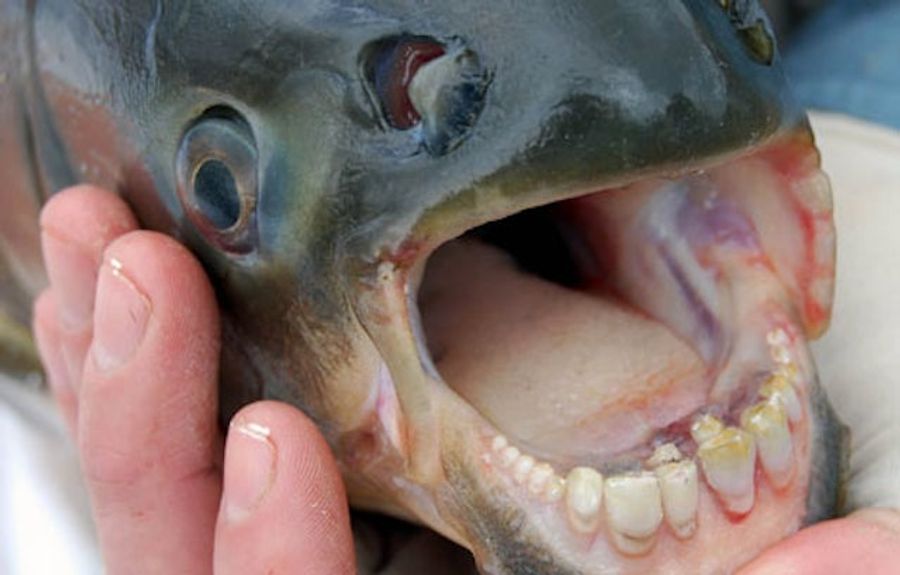 Insane Man Goes Hunting For Murderous &quot;Testicle-Eating&quot; Fish