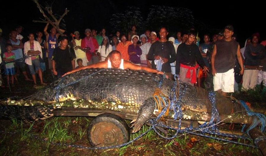 HOLY SHIT GIANT CROCODILE
