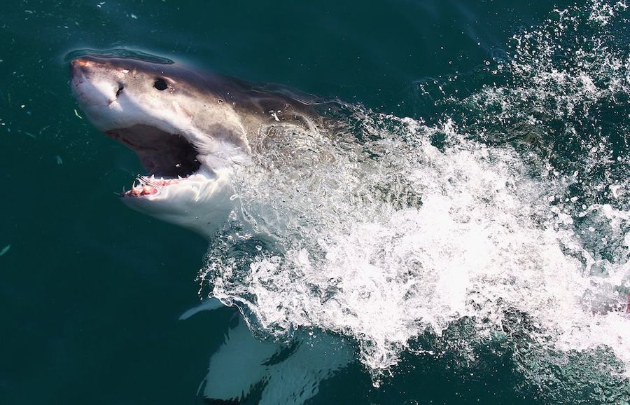 Surfer "Bitten In Half" By Great White Shark In Australia