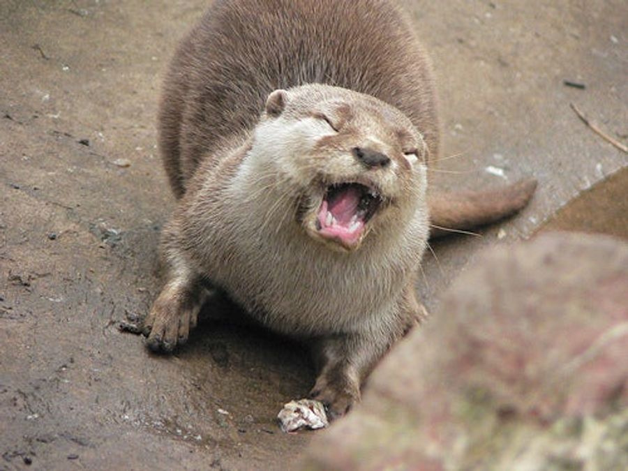 Triathlete Hospitalized After Otter Attack