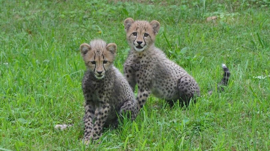 Olympic Sprinters Will Be Running Not Only For Gold, But For These Frigging Adorable Baby Cheetahs