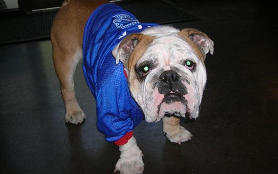 Animal Care Worker Accidentally Killed Louisiana Tech&#39;s Bulldog Mascot, Then Tried To Cover It Up