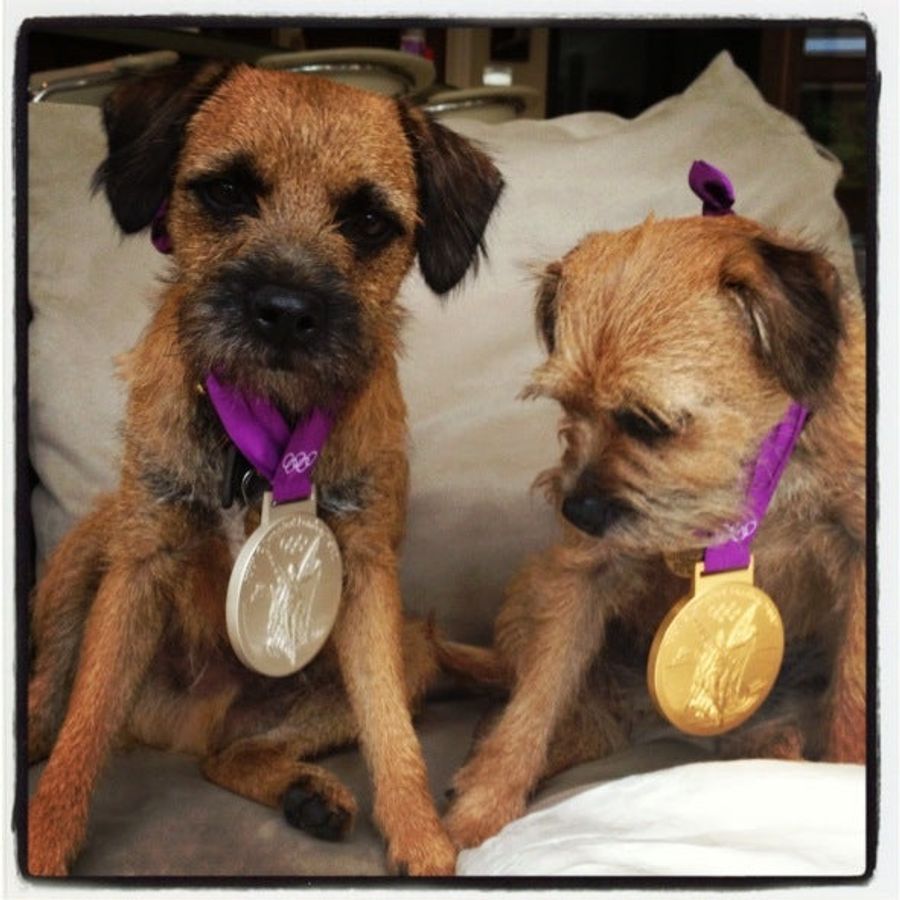 Here Are Andy Murray&#39;s Adorable Puppies Wearing His Olympic Medals, Because Puppies