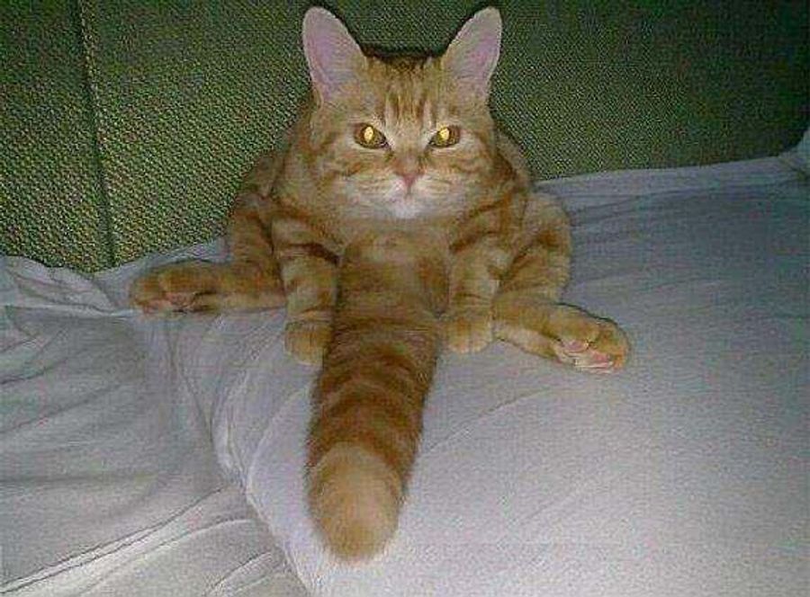 A Dong PSA And A Cat To Put You To Shame: The Week In Unintentional Dongs