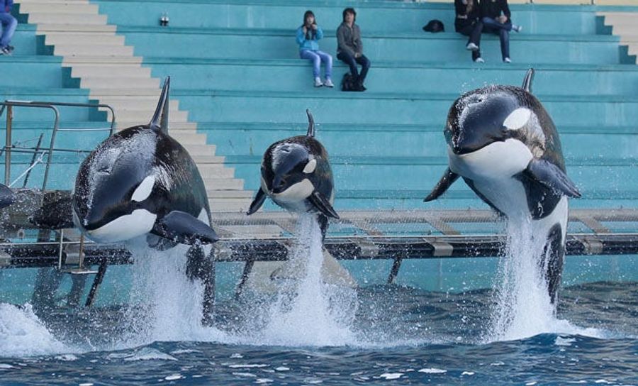 This Movie About Whales Raising A Future Olympic Swimmer Needs To Get Made Immediately