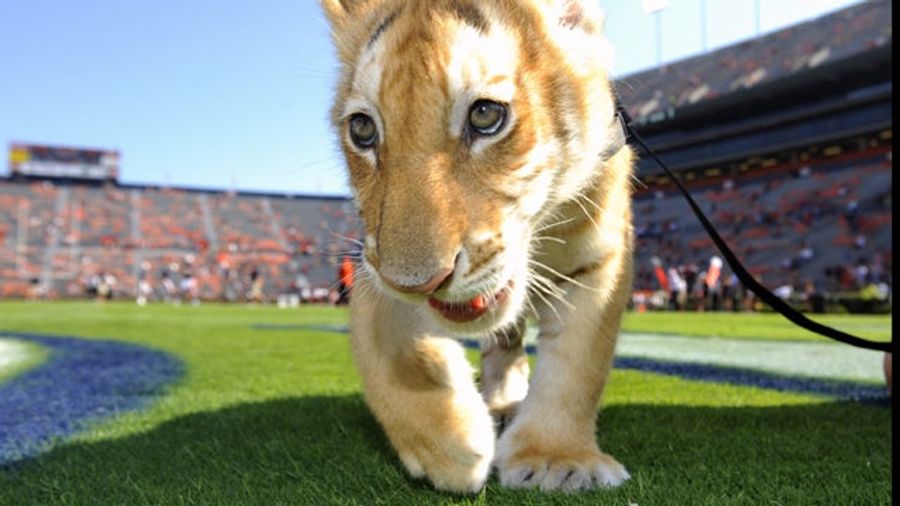 Auburn Wrests Title Of &quot;Team Everyone Wants To Play&quot; From Arkansas