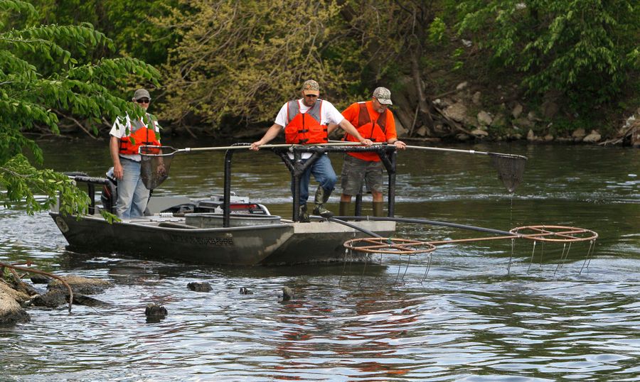 The Genius Romanian Carp Angling Team Beat England By Showing Up Five Months Early And Getting The Carp Addicted To Their Bait