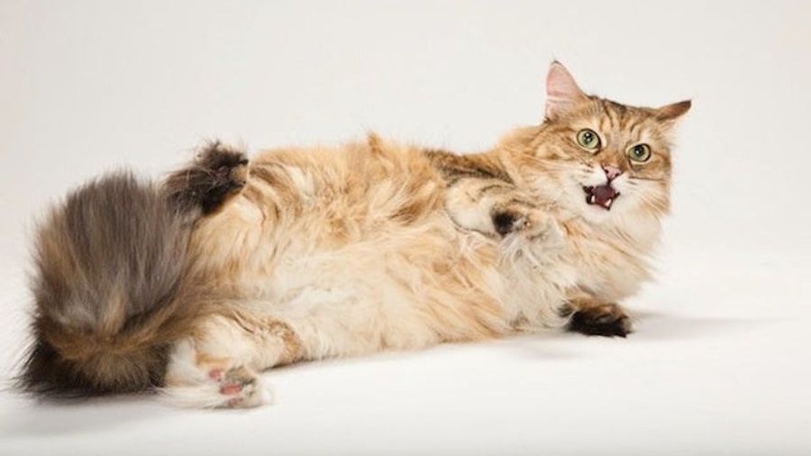 Man Calls Sports Radio Show To Talk About Cats, Confuses Everyone