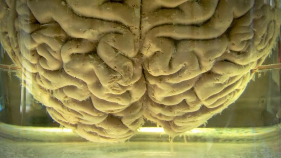 We’re Going To Live Forever By Killing Ourselves And Going To Digital Heaven