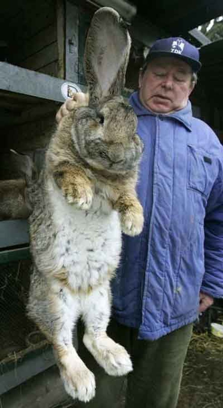 Great Moments In Wounded Rabbit Mercy Killing
