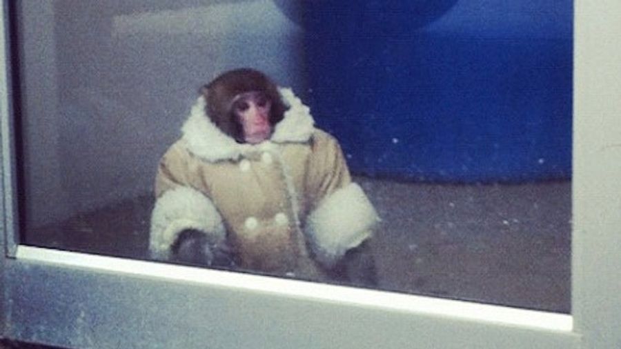 The Official MLB Twitter Account Just Murdered The IKEA Monkey Meme