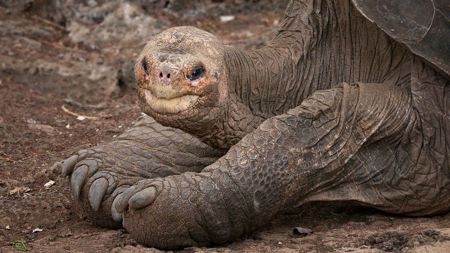 This Guy Died In 2012: Lonesome George, The Last Of His Kind