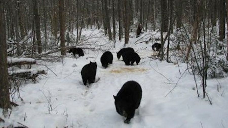 New Hampshire Man Can't Get His 27 Orphaned Bear Cubs To Go The Hell To Sleep