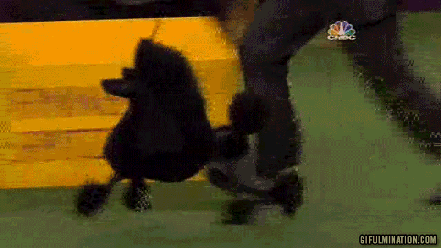This Dog's Spirit Animal Is A Coked-Up <i>Boogie Nights</i> Character