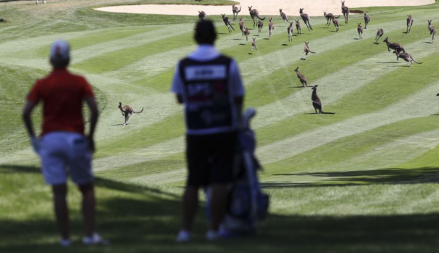 There Was A Kangaroo Delay At The Australian Open