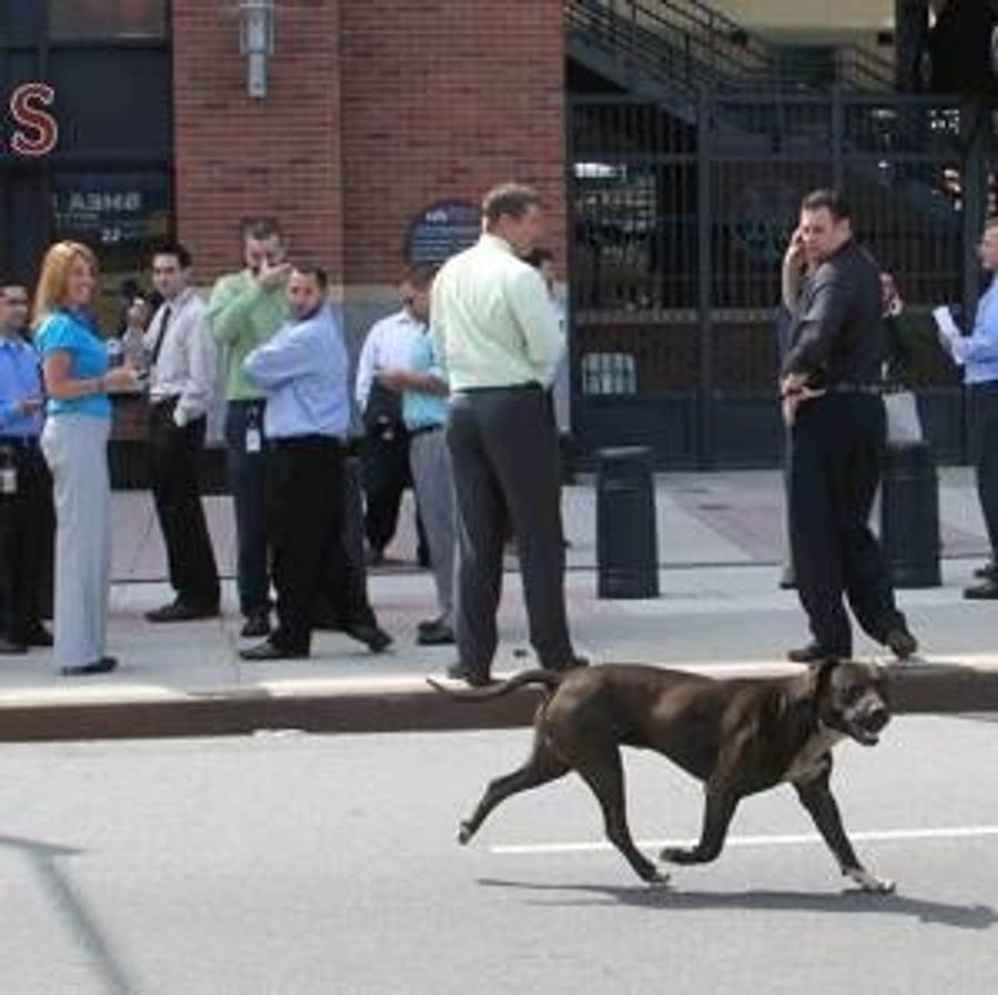 Mets Fans Now Being Hunted Down Like Dogs, By Dogs