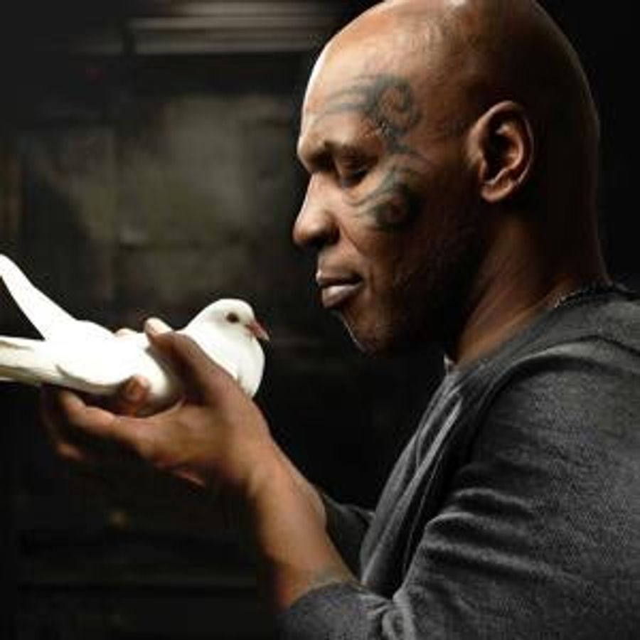 Mike Tyson's Pigeons "Have The Bloodlines Of Richard The Lionheart"