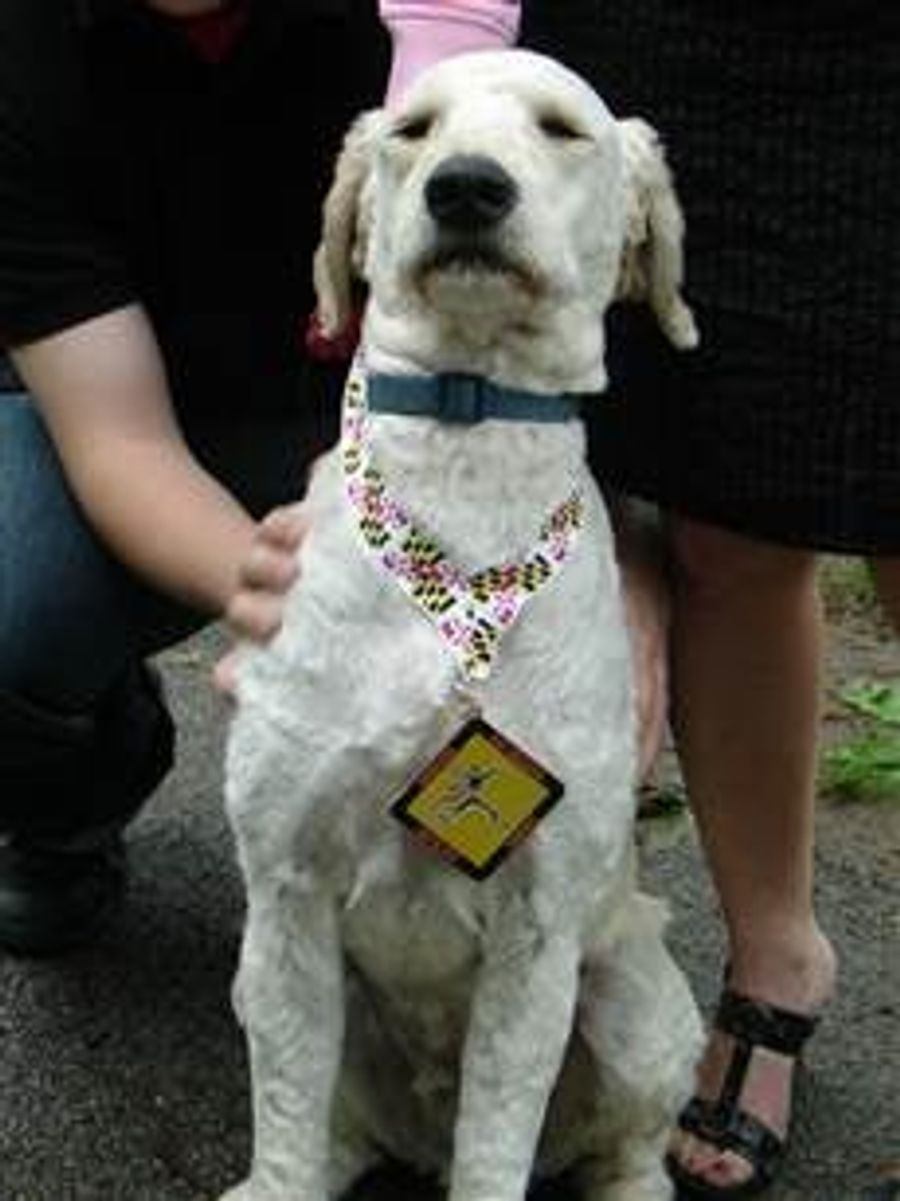 Half-Marathon Finisher Gets Caught Cheating, Is A Dog
