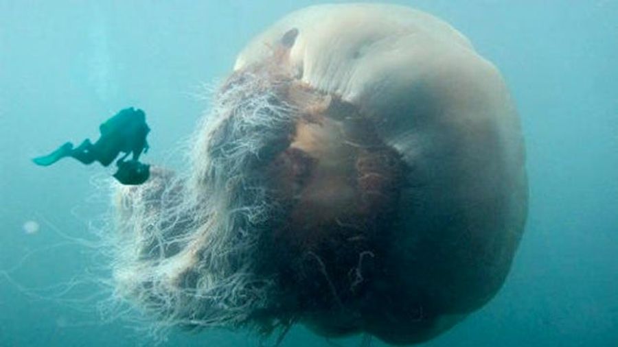 HOLY SHIT MONSTER JELLYFISH