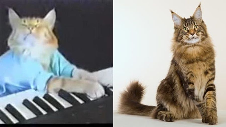 Cats vs. Dogs: The Madness Marches On