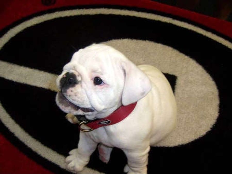 OMG Puppies! And Other Highlights From Signing Day