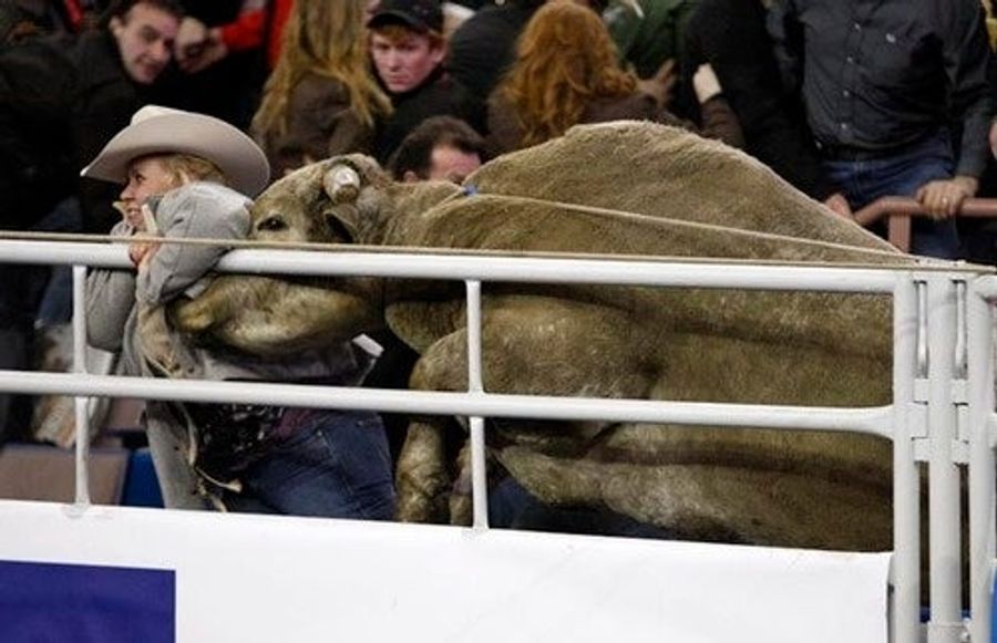 Manny Pacquiao, Cam Newton Or A Bull In Edmonton: Who Was The Biggest Winner?