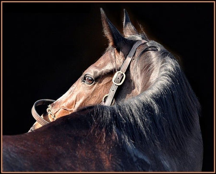 The Greatest Racehorse You&#39;re Not Celebrating